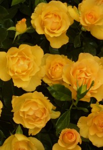 Roses, Chelsea Flower Show