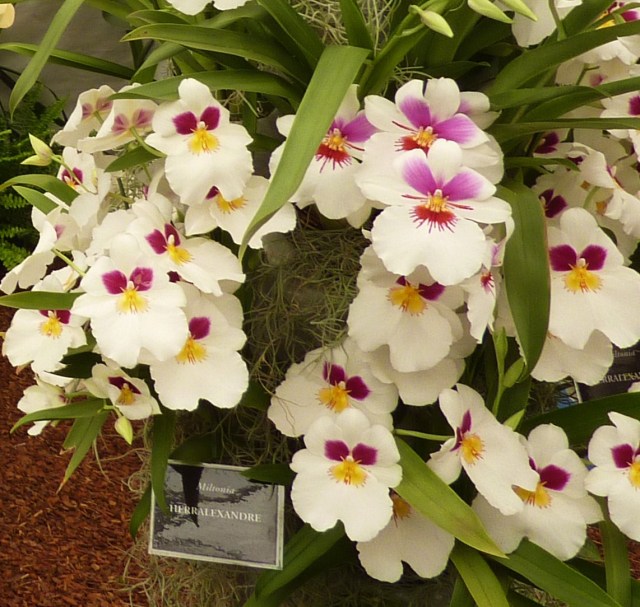 Taken at the Chelsea Flower Show