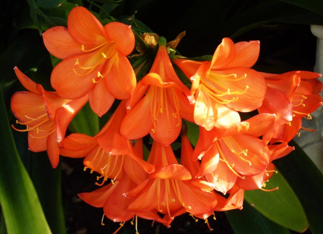 Taken at the Tropical House at Kew Gardens, London