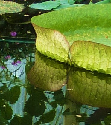 Vertical walls of Victoria cruziana.