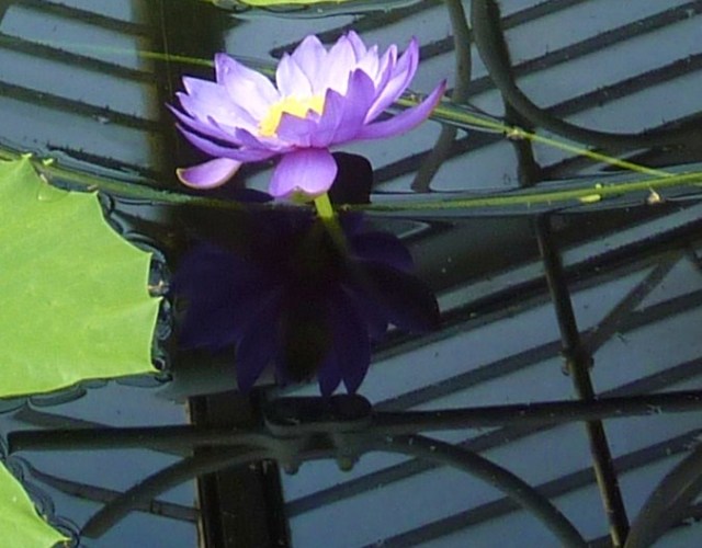 Waterlily House, Kew Gardens, London.