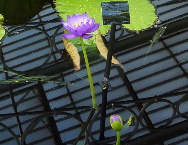 Reflection of ceiling of Waterlily House in the lily pond.