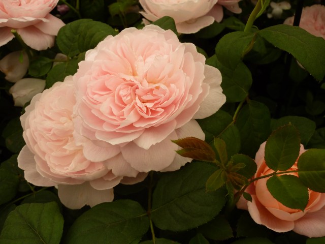 RTaken at The Chelsea Flower Show, London