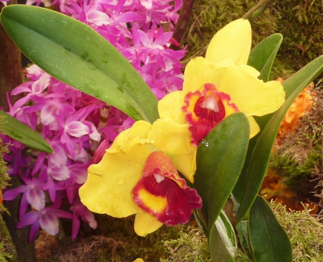 Taken at THe Chelsea Flower Show