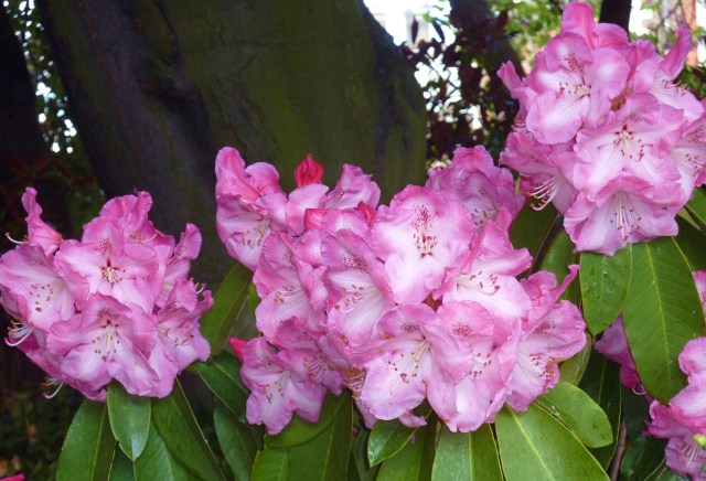 Taken at the Chelsea Flower Show