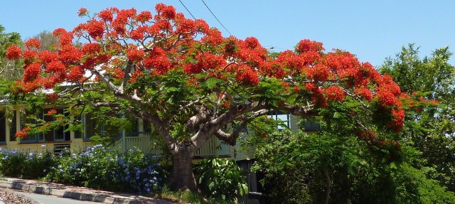 Poinciana Regia - showing the spread 