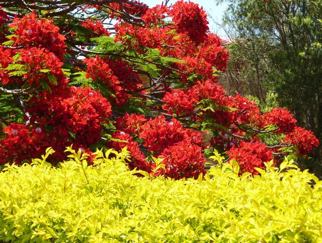 The tree has few leaves when in bloom.