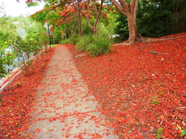 Red petals everywhere.