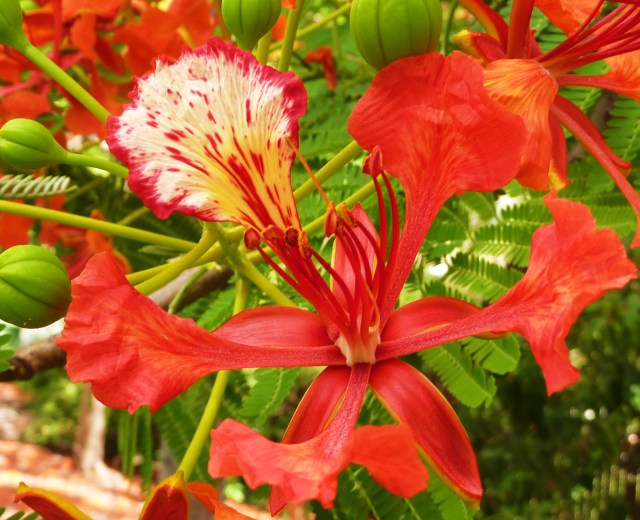 The flower has 4 plain elongated petals and the colourful fifth is known as the standard.