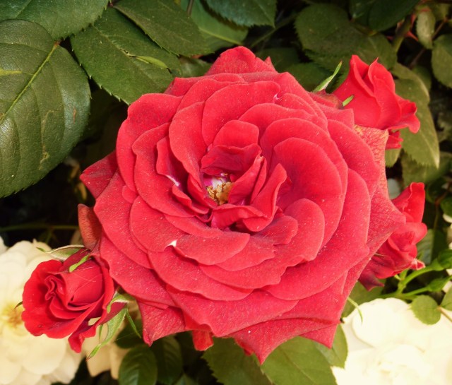 Rose at Chelsea Flower Show